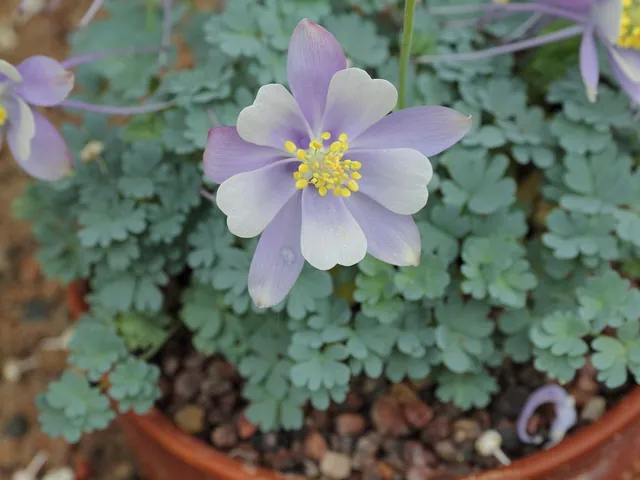 Aquilegia scopulorum — floraison