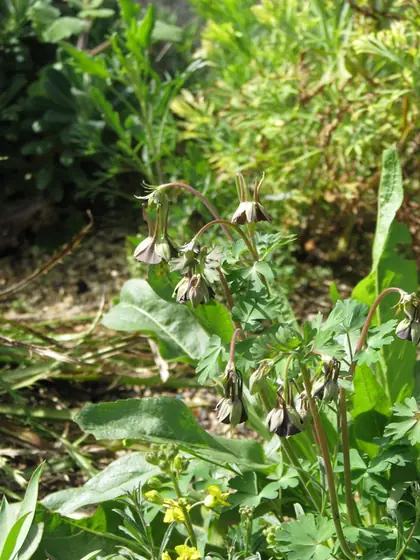 Aquilegia viridiflora — floraison
