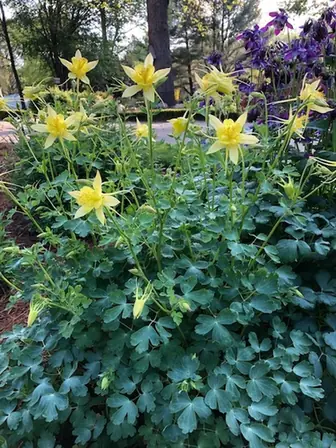 Aquilegia × hybrida — floraison