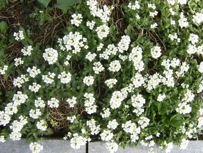 Arabis caucasica — port de la plante