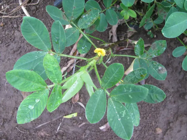 Arachis hypogaea — port de la plante