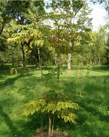 Aralia elata — port de la plante