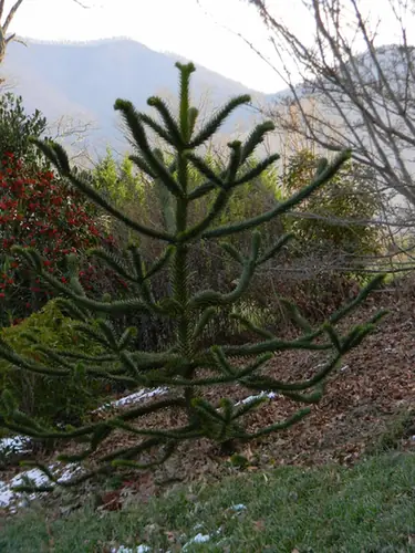 Araucaria araucana — port de la plante