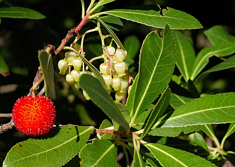 Arbousier — Arbutus unedo