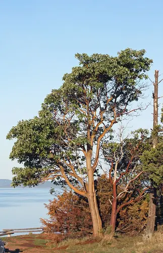 Arbutus menziesii — port de la plante