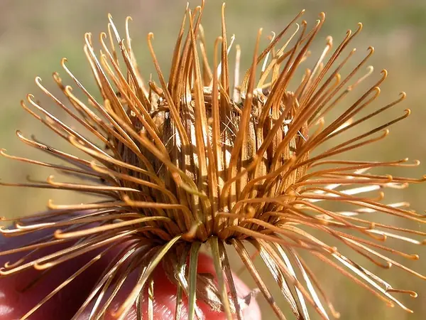 Arctium lappa — port de la plante