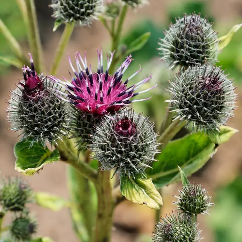 Arctium minus — floraison