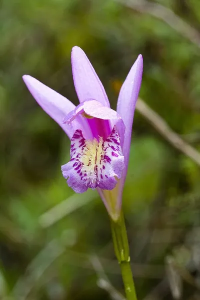 Arethusa bulbosa — floraison