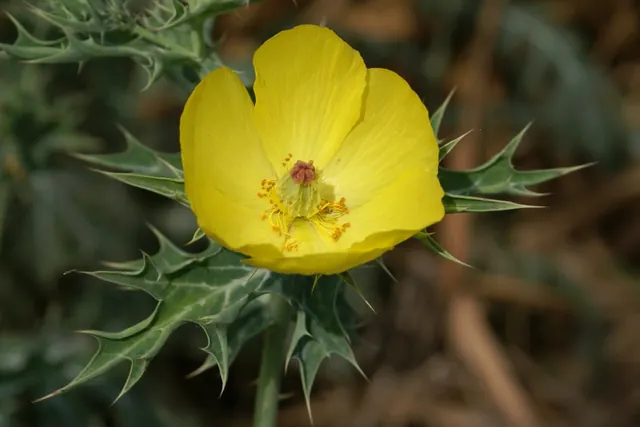 Argemone mexicana — floraison