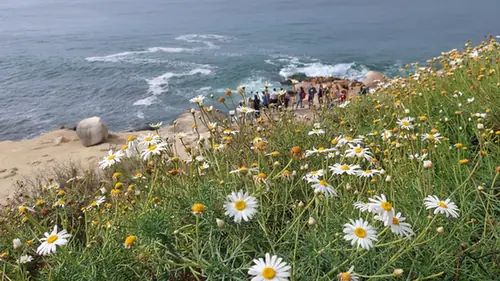 Argyranthemum foeniculaceum — port de la plante