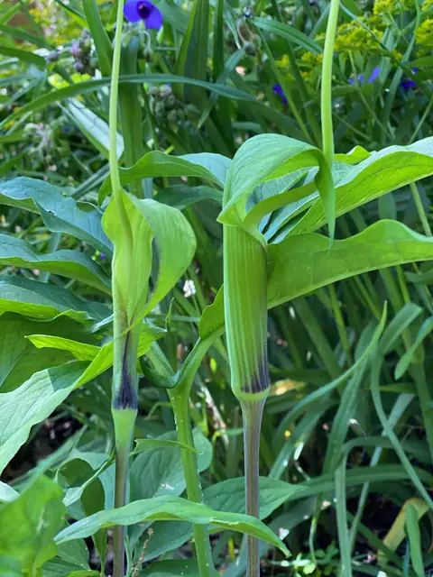Arisaema heterophyllum — photographie botanique