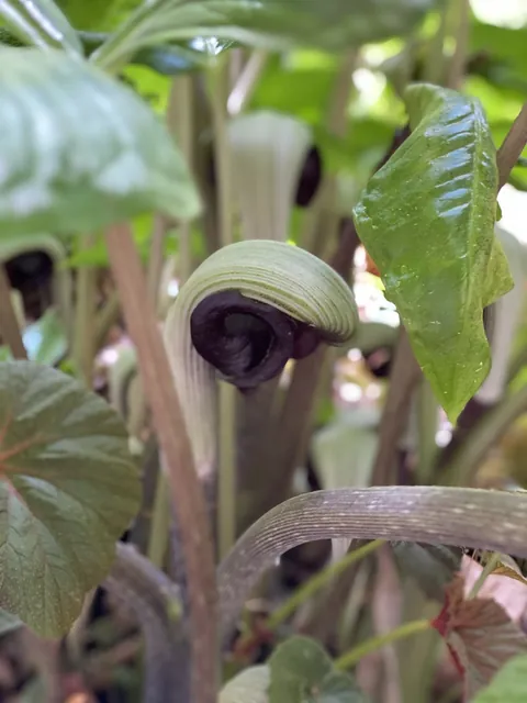 Arisaema ringens — photographie botanique