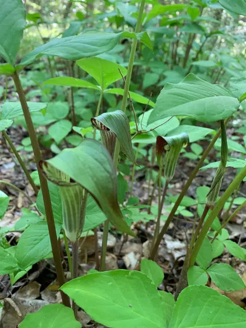 Arisaema triphyllum — floraison