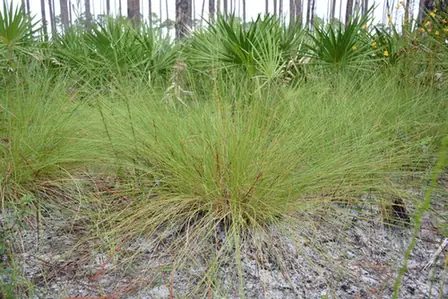 Aristida stricta — port de la plante