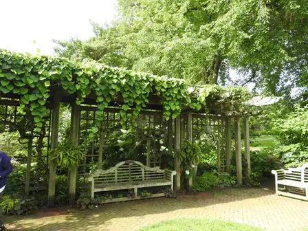 Aristolochia tomentosa — port de la plante