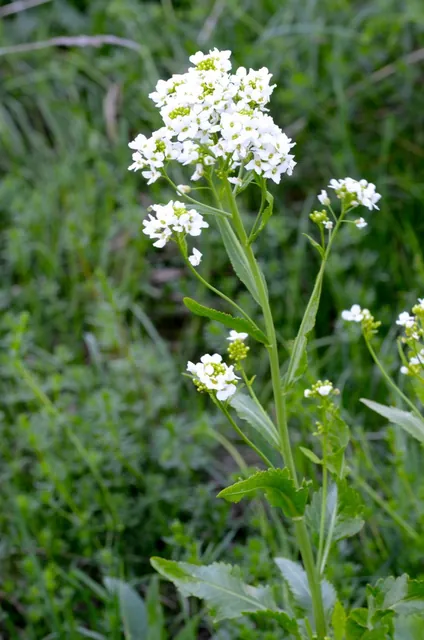 Armoracia rusticana — floraison