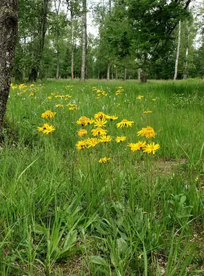 Arnica montana — port de la plante