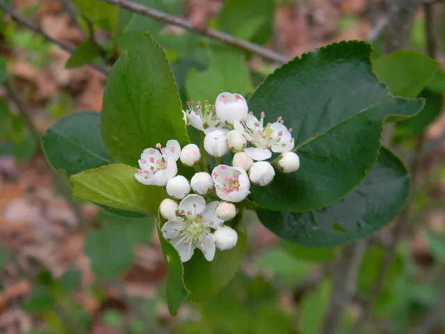 Aronia melanocarpa — floraison
