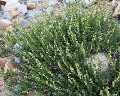 Artemisia ludoviciana — floraison