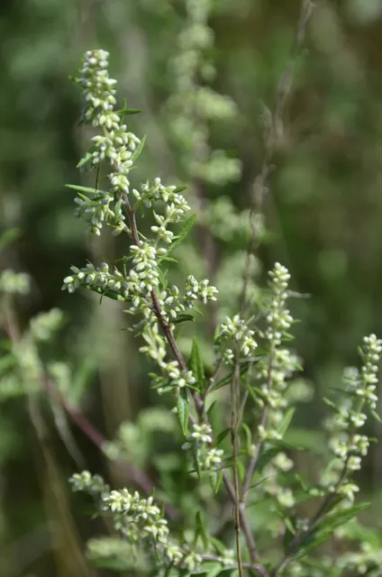 Artemisia vulgaris — floraison