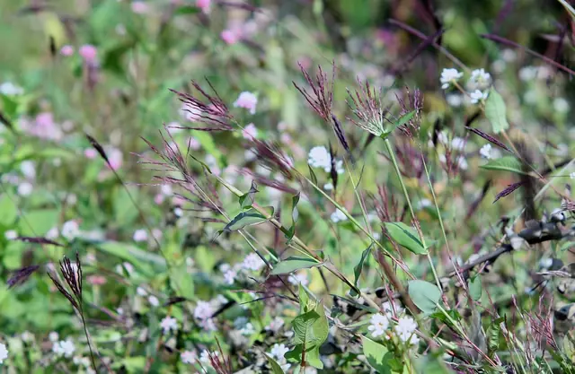 Arthraxon hispidus — floraison