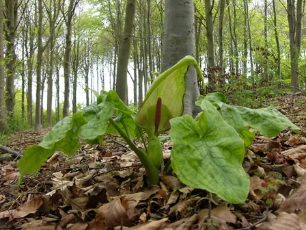 Arum maculatum — port de la plante