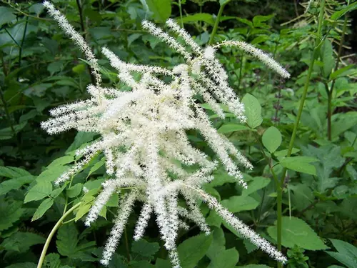 Aruncus dioicus — floraison