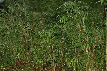 Arundinaria gigantea — port de la plante