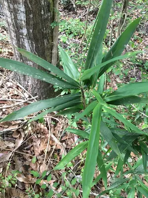 Arundinaria tecta — port de la plante