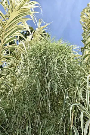 Arundo donax — port de la plante