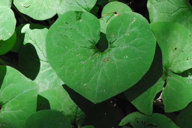 Asarum canadense — photographie botanique