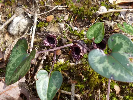 Asarum minus — photographie botanique
