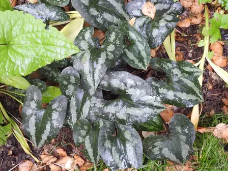 Asarum splendens — photographie botanique
