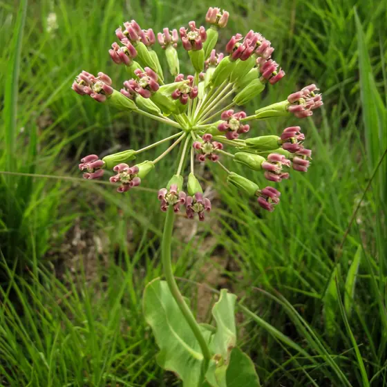 Asclepias amplexicaulis — floraison