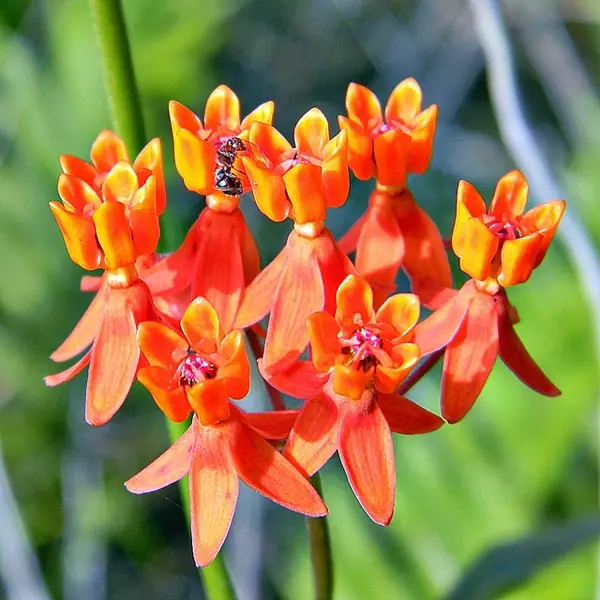 Asclepias lanceolata — floraison