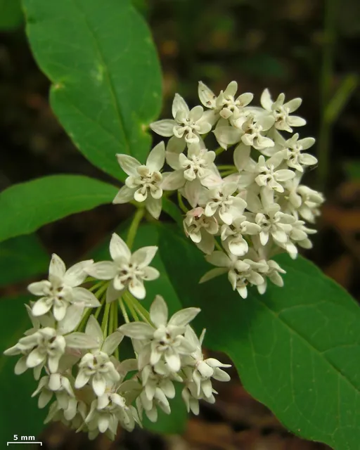 Asclepias quadrifolia — floraison