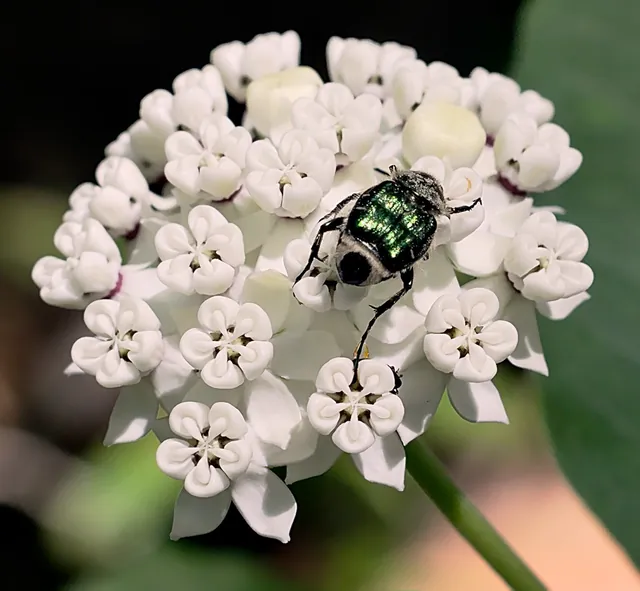 Asclepias variegata — floraison