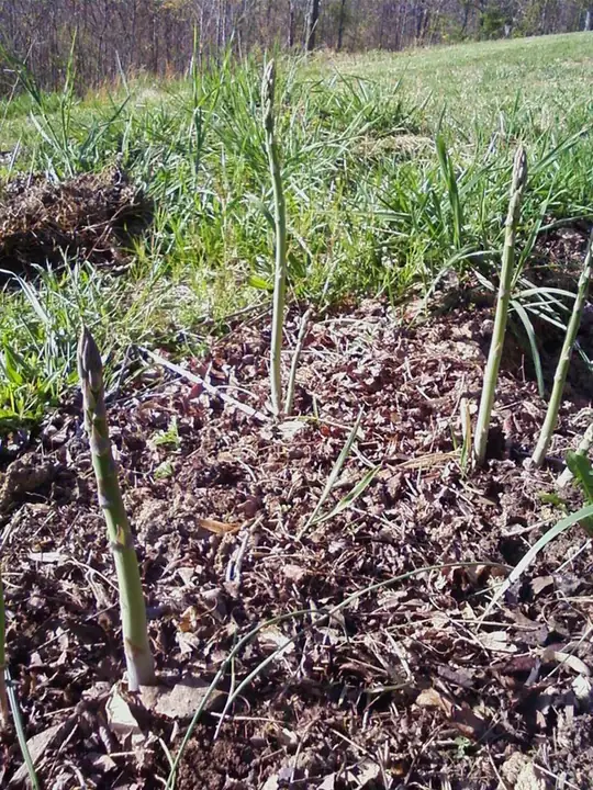 Asperge — Asparagus officinalis