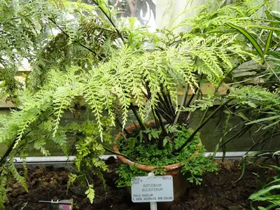 Asplenium bulbiferum — port de la plante