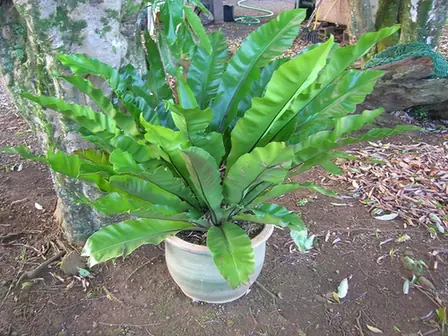 Asplenium nidus — port de la plante