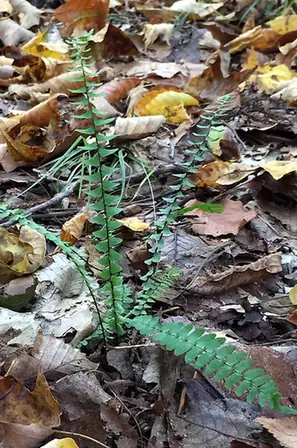 Asplenium platyneuron — port de la plante