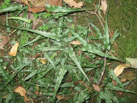 Asplenium rhizophyllum — photographie botanique