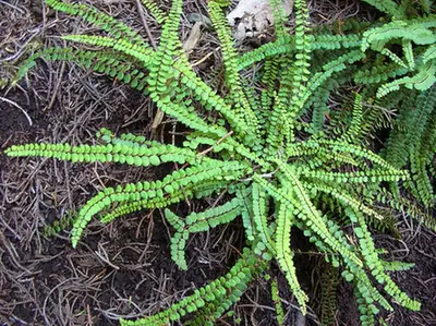 Asplenium trichomanes — port de la plante