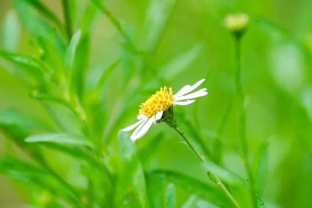 Aster iinumae — floraison