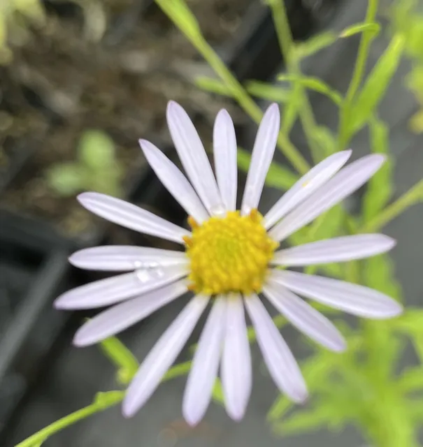 Aster incisus — floraison