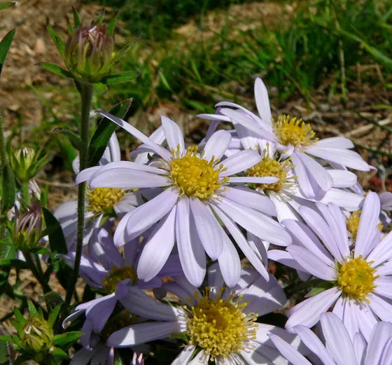 Aster pekinensis — floraison