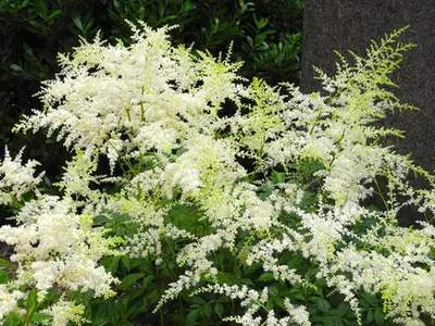 Astilbe biternata — floraison