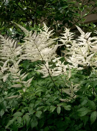 Astilbe japonica — port de la plante