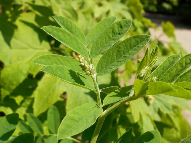 Astragalus canadensis — floraison