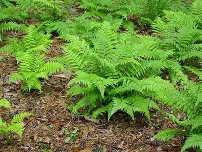 Athyrium asplenioides — port de la plante